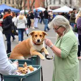 feira de adoção