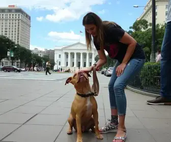 Criança é atacada por pit bull na Praça da República, em Borrazópolis criança atacada por pit bull